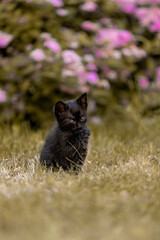 Little beautiful black kitten in nature