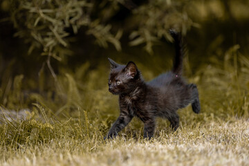 Little beautiful black kitten in nature