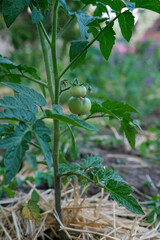 Green tomatoes on the bush. Growing green tomatoes, ripening on a branch in garden. Organic farming. Agriculture concept