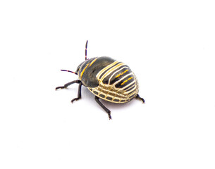 Jewel bug - orange yellow  and black shield back or backed beetle - Orsilochides guttata - young nymph stage isolated on white background side rear view