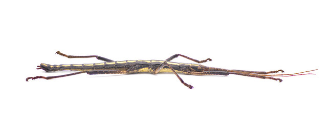 Large southern two striped walking stick -  Anisomorpha buprestoides - isolated on white background great full detail throughout whole side view full exceptional detail even on zoom in