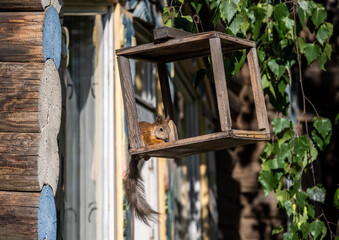 red squirrel eats nuts in a tree feeder