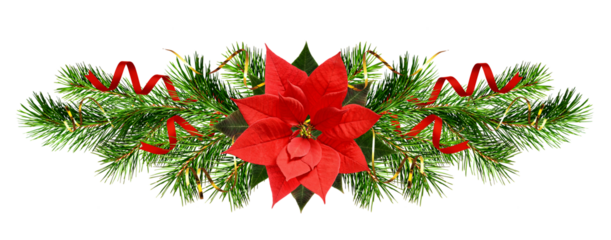 Christmas tree branches and red poinsettia flower in a holiday line arrangement isolated on white or transparent background