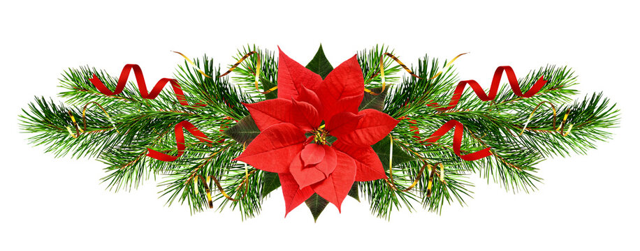 Christmas tree branches and red poinsettia flower in a holiday line arrangement isolated on white or transparent background