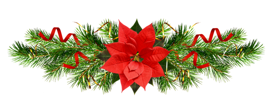 Christmas tree branches and red poinsettia flower in a holiday line arrangement isolated on white or transparent background