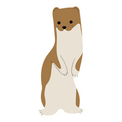 Stoats,Ermine Single 13 on a white background, vector illustration. 
