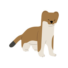 Stoats,Ermine Single 14 on a white background, vector illustration. 
