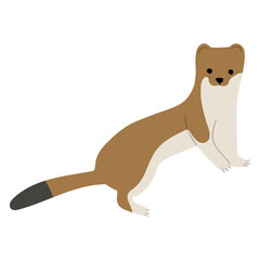 Stoats,Ermine Single 27 on a white background, vector illustration. 