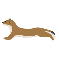 Stoats,Ermine Single 15 on a white background, vector illustration. 