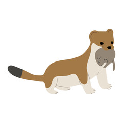 Stoats,Ermine Single 33 on a white background, vector illustration. 
