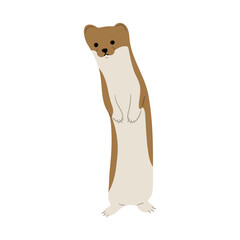 Stoats,Ermine Single 26 on a white background, vector illustration. 