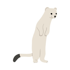 Stoats,Ermine Single 28 on a white background, vector illustration. 