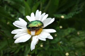 Obraz premium goldglänzender Rosenkäfer