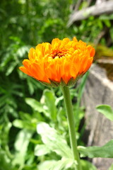 geschlossene Ringelblume