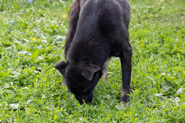 Big black dog sniffing grass close up - Powered by Adobe