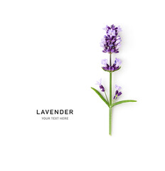 Lavender flowers branch creative layout isolated on white background.