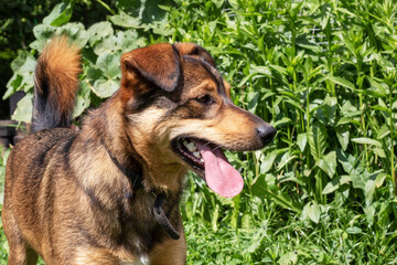 Brown dog with floppy ears close-up portrait