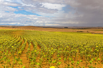 Field of sunflowers in Spain