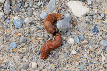 spanish Slugs way seen on a gravel path from above