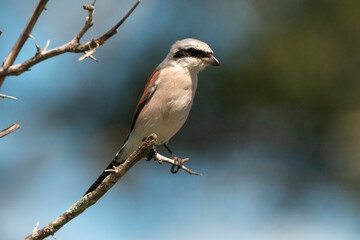 Obraz premium Pie grièche écorcheur,. male, Lanius collurio, Red backed Shrike