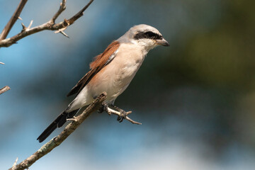 Pie grièche écorcheur,. male, Lanius collurio, Red backed Shrike