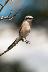 Obraz premium Pie grièche écorcheur,. male, Lanius collurio, Red backed Shrike
