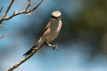 Pie grièche écorcheur,. male, Lanius collurio, Red backed Shrike