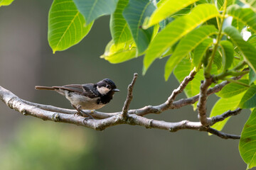 Mésange noire,.Periparus ater, Coal Tit