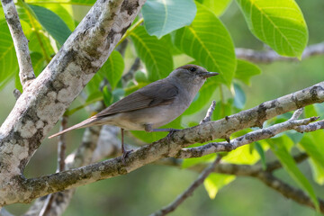Fauvette &agrave; t&ecirc;te noire, felelle, .Sylvia atricapilla, Eurasian Blackcap