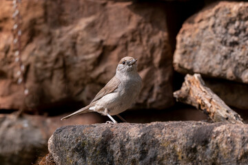 Fauvette à tête noire, felelle, .Sylvia atricapilla, Eurasian Blackcap