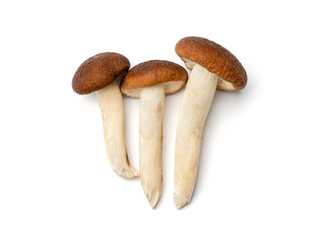 Honey agaric on white