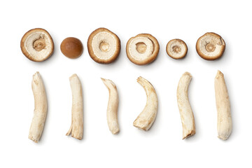 Honey agaric on white