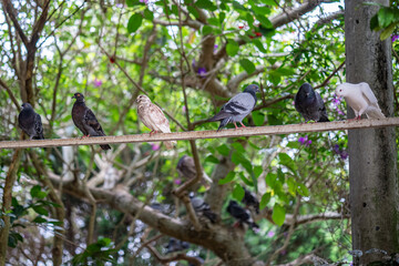 Spotted pigeon. The spotted dove is a small and slightly long-tailed pigeon