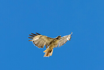 Red-tailed Hawk in Flight