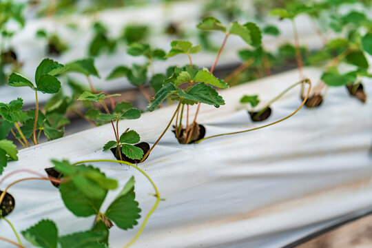 Hydroponic strawberry farm. Stock photo of hydroponics method of growing plants, in water, without soil