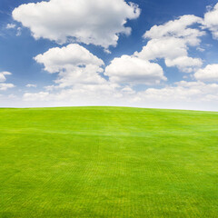 Landscape with green grass field under a blue sky