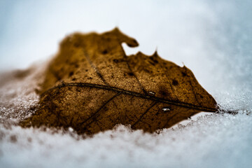 Snow Covered Leaf