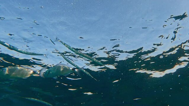 Underwater view of school of blackspot picarel fish swimming and eating under surface of clear seawater