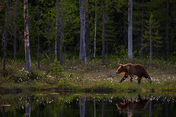 Naklejka na ściany i meble Brown Bear - Ursus arctos large popular mammal in iconic nordic European forest, Finland, Europe.