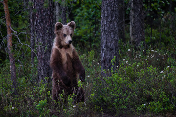 Brown Bear - Ursus arctos large popular mammal in iconic nordic European forest, Finland, Europe.