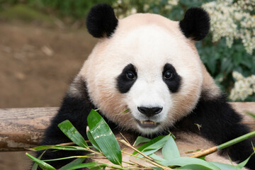 Obraz premium Close up Giant Panda in Republic of Korea
