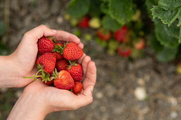 man's hands with strawberries