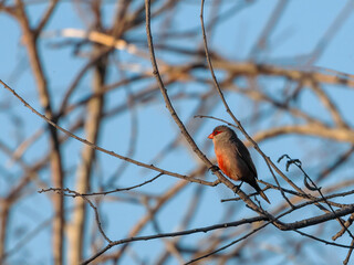 Common waxbill (Estrilda astrild).