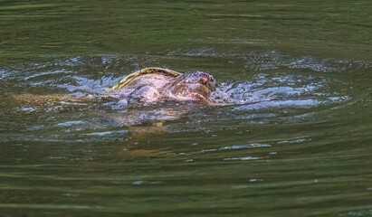 Common snapping turtle in the water
