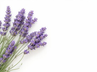 Lavender plant on white background. Generative AI.
