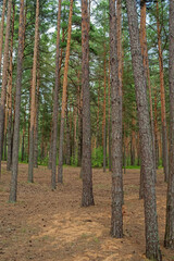 Nature Park with pine tree forest