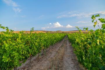 Fototapeta na wymiar Vineyards in Navarre
