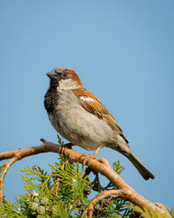 Sparrow