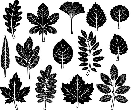 Collection of silhouettes of autumn leaves, of different trees, including maple, oak, rowan, sycamore, acacia, aspen and others.