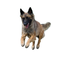Front view of a Jumping Belgian Tervuren dog on white background